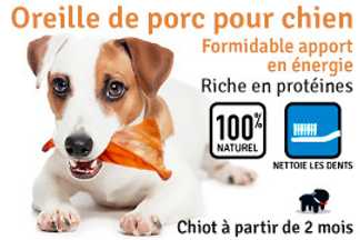 Pourquoi il faut donner des oreilles de porc à son chien ?