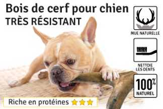 Bois de cerf pour chien, conseil d'utilisation !