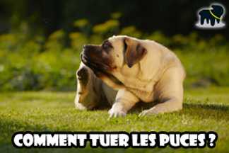Répulsif puce : comment tuer les puces ?