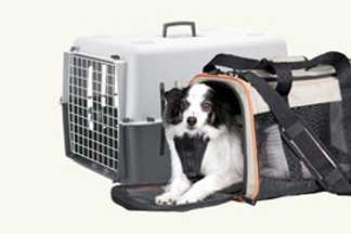Chien en voyage : sac souple ou caisse rigide à choisir ?