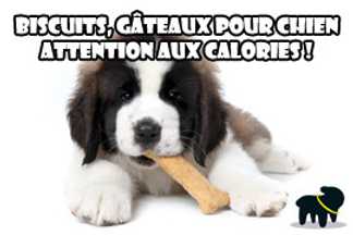 Biscuit pour chien : attention aux calories !