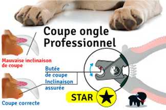 Coupe ongle pour chien, lequel choisir ?