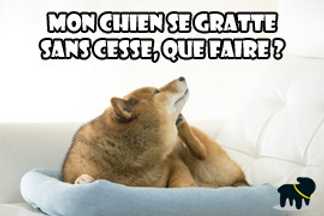 Mon chien se gratte, démangeaison chien, Allercalm !