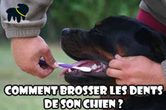 Brosser les dents de son chien, nettoyer dents chien !