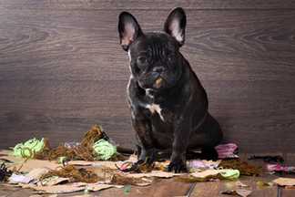 Mon chien sent mauvais, les solutions !