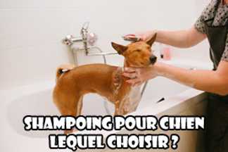 Shampoing pour chien, lequel choisir ?