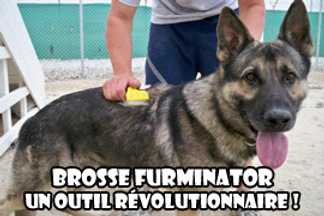 Brosse Furminator chien : un outil révolutionnaire !
