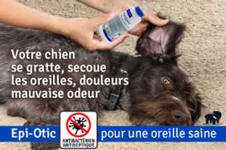 Otite chien, gale des oreilles : urgence !
