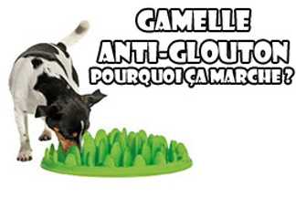 Gamelle anti glouton : pourquoi ça marche ?