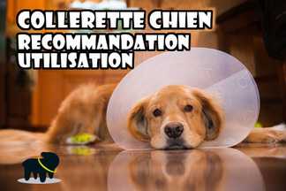 Collerette chien : recommandation et utilisation