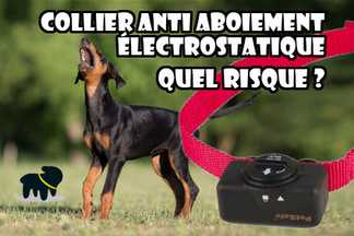 Collier anti aboiement électrique : quels risques ?