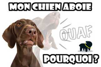 Aboiement de chien : chien qui aboie, pourquoi !