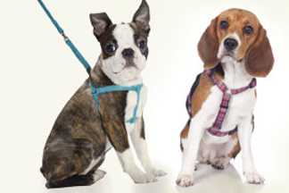 Harnais ou collier ? Ce qui convient le mieux pour mon chien.