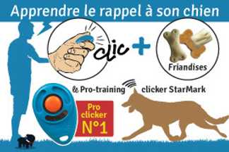 Clicker chien : Le rappel avec un clicker Training