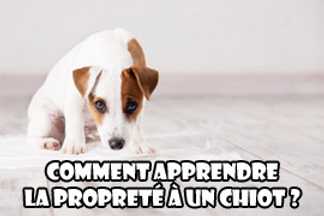 Propreté chiot : apprendre la propreté à un chiot