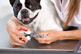 Faut-il couper les griffes de son chien ou de son chat ?