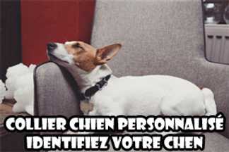 Collier chien personnalisé : identifier son chien