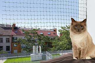 Filet de protection chat, fenêtre, balcon : mode d’emploi