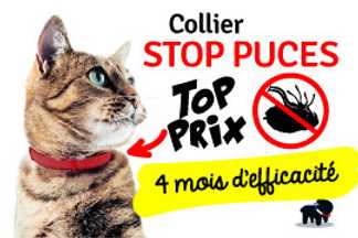Pipette ou collier anti puce chat, lequel choisir ?