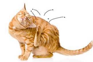 Anti puce chat, chaton : produit et traitement efficace