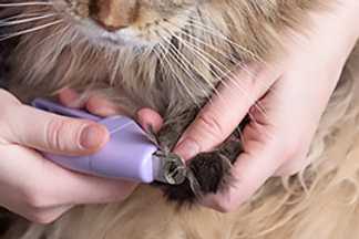 Coupe griffe chat : couper les griffes d’un chat !