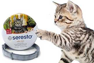 Seresto chat, collier anti puce efficace, le top !