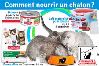 Comment nourrir un chaton ? Nourriture croquette chaton