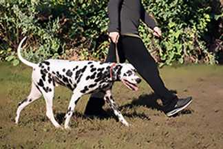 Collier de dressage : comment ça marche ?