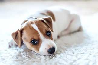 Accueillir un chiot : arrivée, éducation, dressage