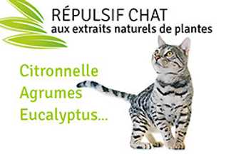 Répulsif chat naturel, plante répulsive chat