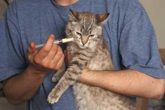 Comment vermifuger un chat ?