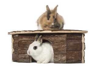 Maison pour lapin, cabane ou abri : comment choisir ?