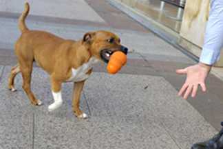 Éduquer son chien par le jeu : comment faire ?