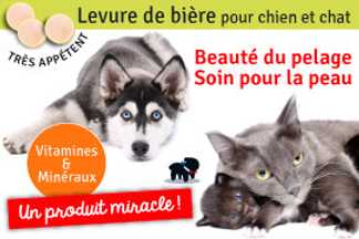 Levure de bière pour chien ! les bienfaits ! Quel produit !