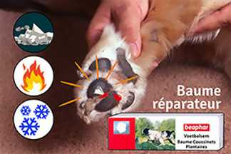 Coussinet du chien : abîmé, craquelé, à vif ou blessé, que faire ?