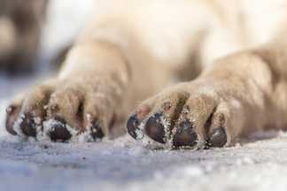 Crème coussinet chien : la protection optimale des pattes !
