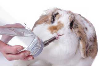 Abreuvoir lapin ou biberon lapin : la solution idéale !
