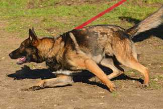 Mon chien tire en laisse, que faire ?