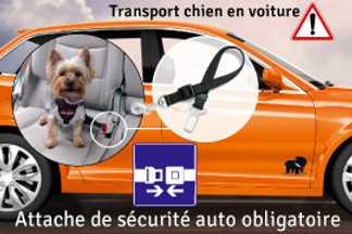 Ceinture sécurité chien, attache chien : que dit la loi ?