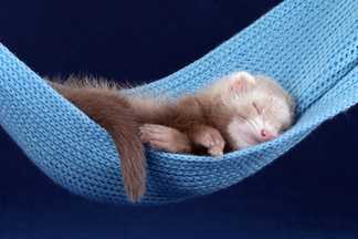 Hamac furet : pour un sommeil merveilleux !
