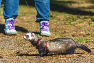 Harnais furet : sécuritaire et confortable !