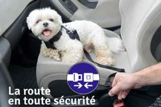 Harnais voiture chien, garant de la sécurité !