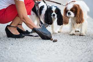 Ramasse crotte pour chien : pelle ou sac à excréments ?