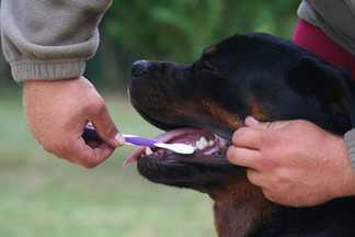 Brosser les dents d'un chien, brosse à dent chien !