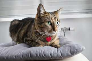 Médaille pour chat : conseils d'achat