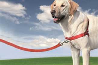 Harnais Easy Walk : anti traction et efficace !