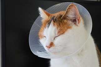 Collerette chat : avantages, conseils, prix, alternatives