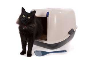 Tapis litière chat, utilisation, conseils d'achat !