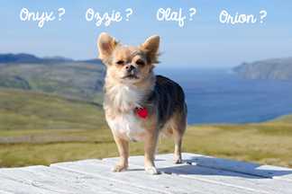 Nom de chien : prénom chien mâle, prénom chien femelle