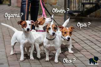 Prénom chien 2018 : nom chien mâle, nom chien femelle